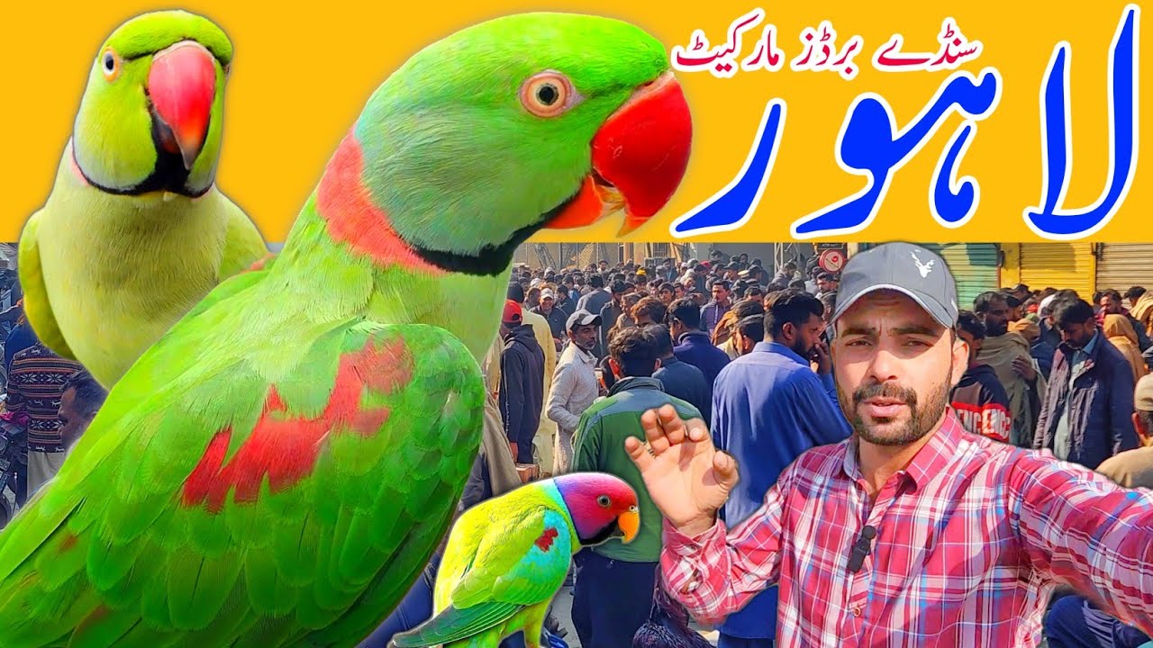 Lahore sunday birds market New update price 15-2-2026 #lahorientertainmentchannel #birds #pets #cute