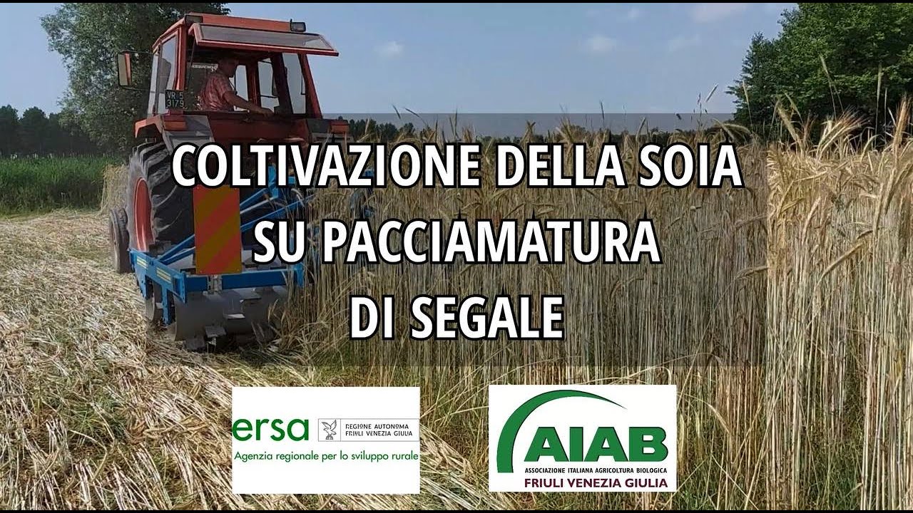 Coltivazione della soia su pacciamatura di segale terminata con roller crimper: tecnica e rese
