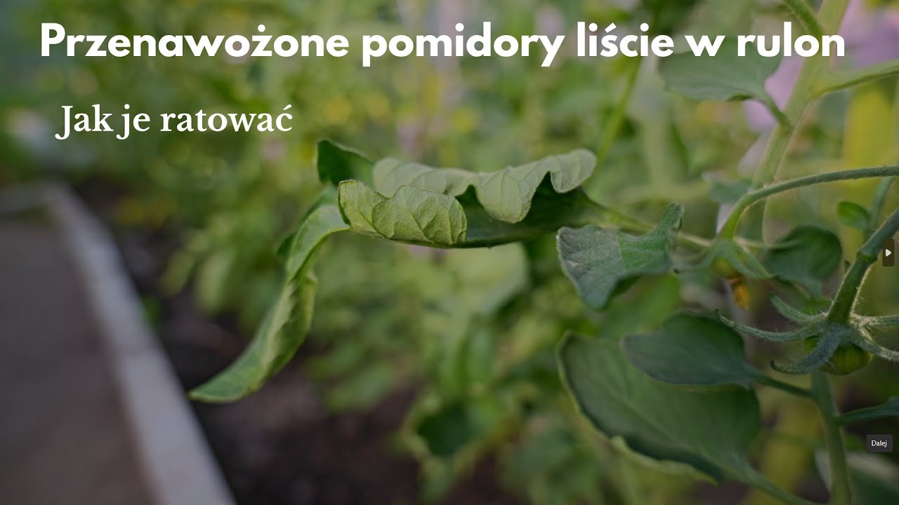 Jak ratować przenawożone pomidory skręcające liście w rulonik.