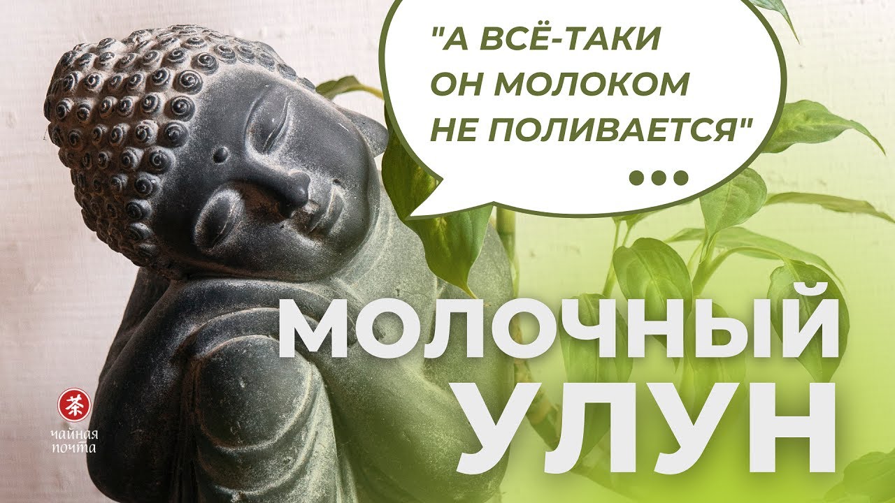 Молочный Улун и что с ним не так | Альтернативы без ароматизаторов | Чайная Почта