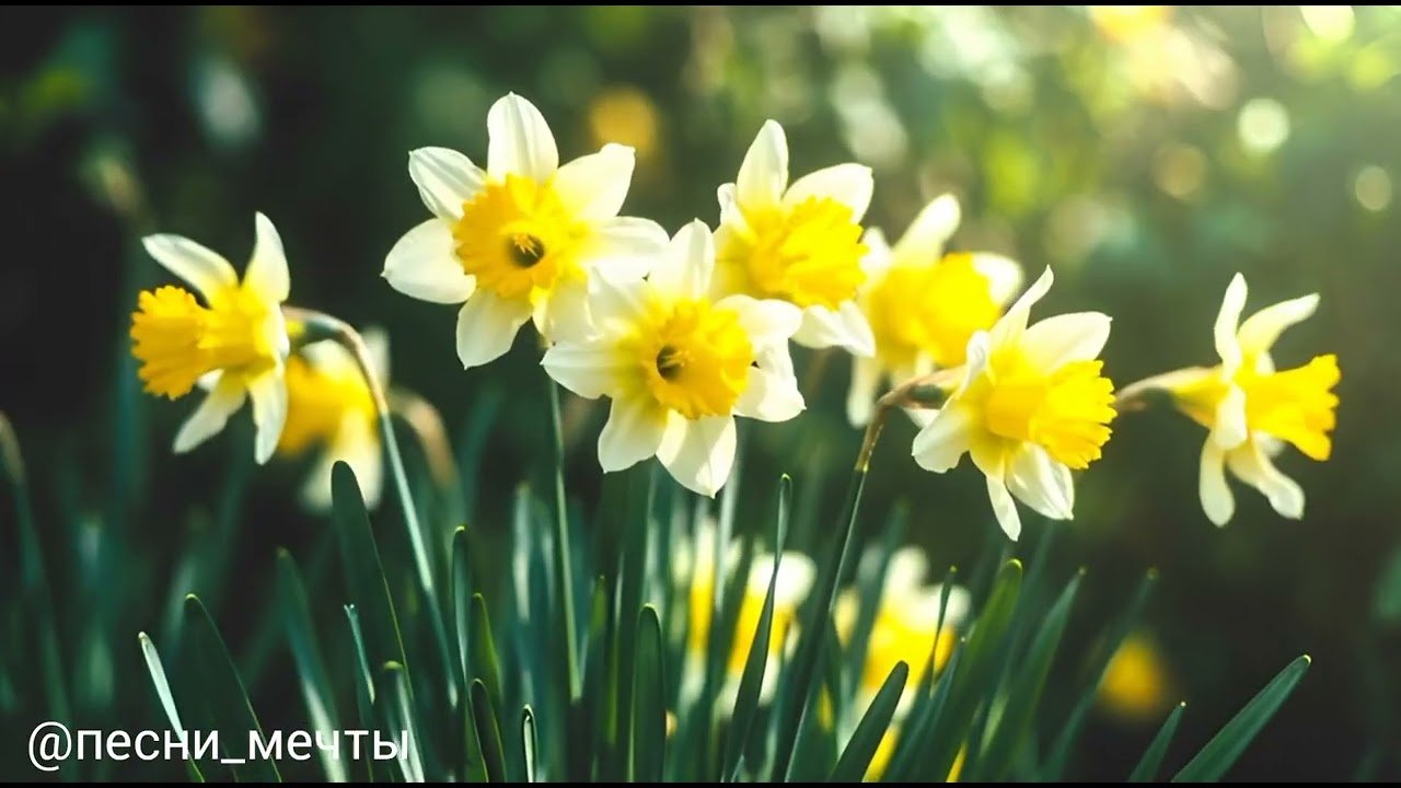 Нарциссы, Крокусы и Подснежники 🌸 | Расслабляющая Флейта + Фортепиано | ASMR для Сна и Спокойствия🕊️