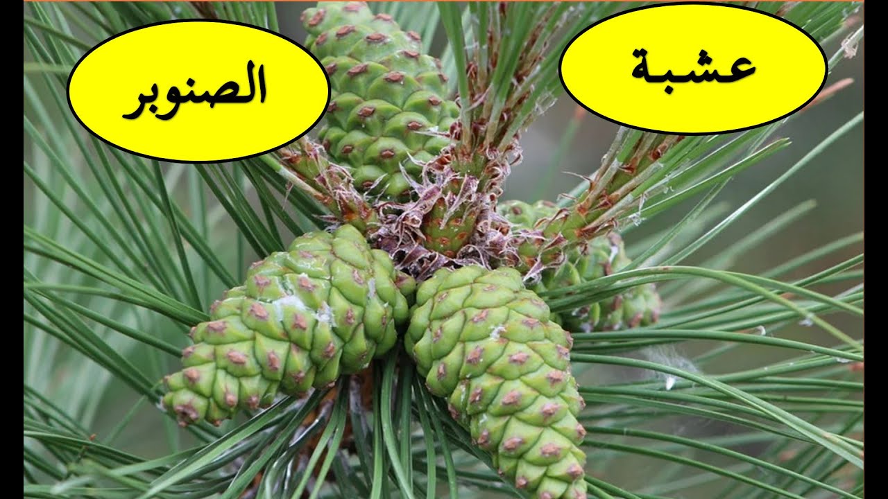 عشبة  الصنوبر