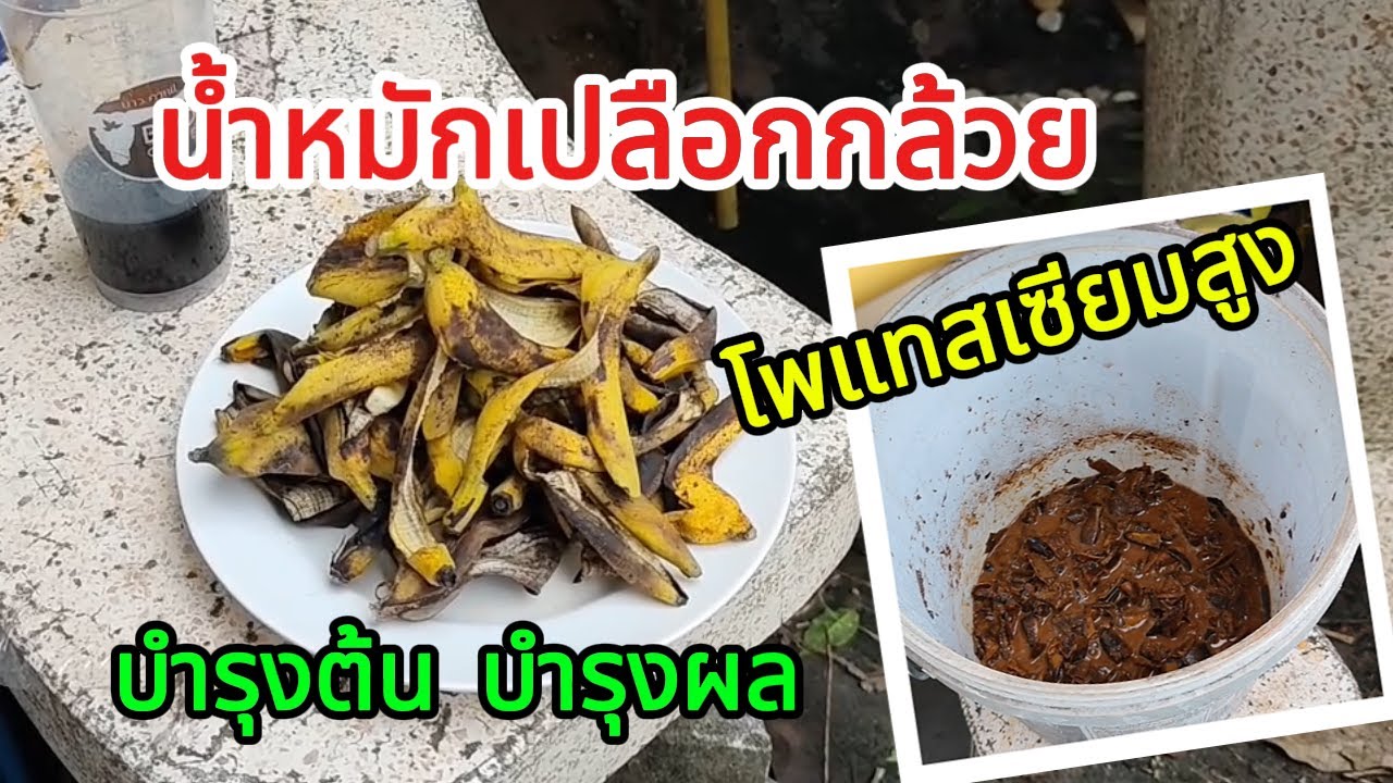 วิธีทำน้ำหมักเปลือกกล้วย บำรุงต้น บำรุงผล How to make fermented banana peel water for plants.