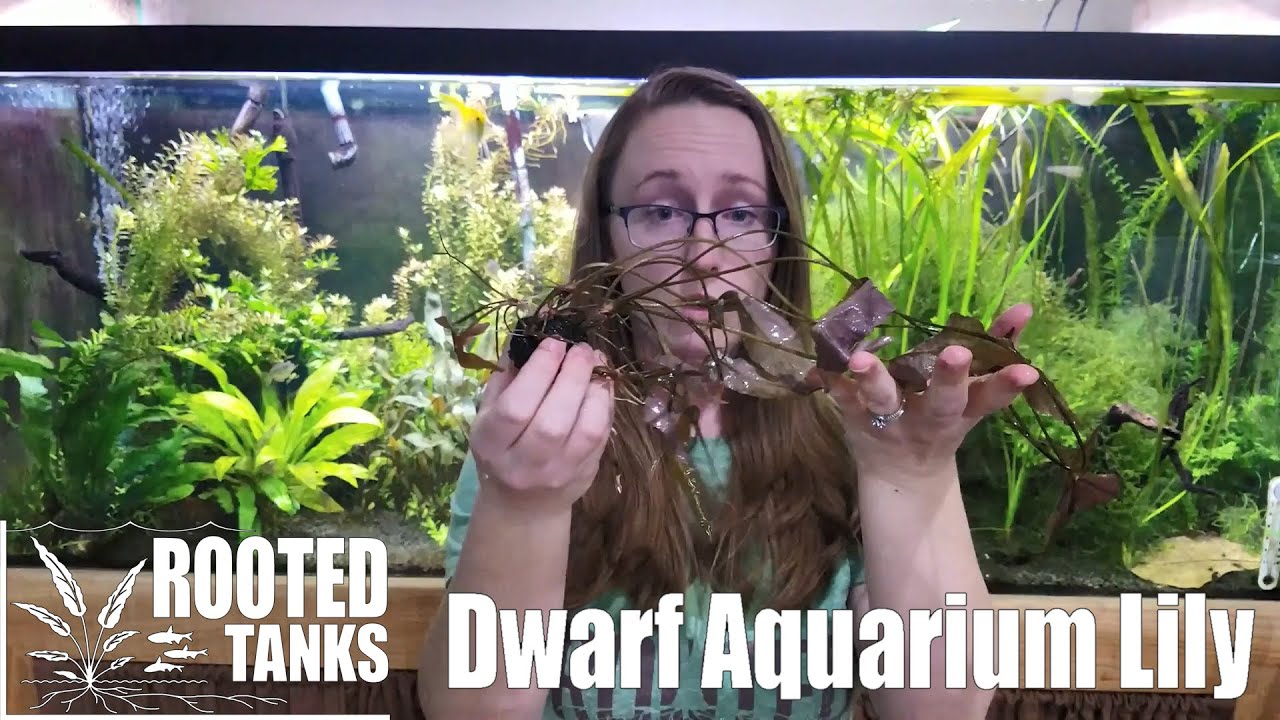 Plant Spotlight - Dwarf Aquarium Lily