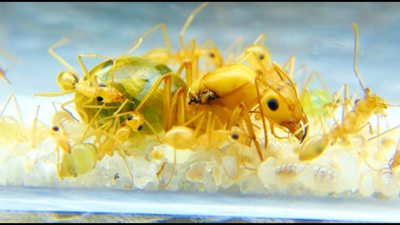 ANT KEEPING Featuring HONEY POT ANTS