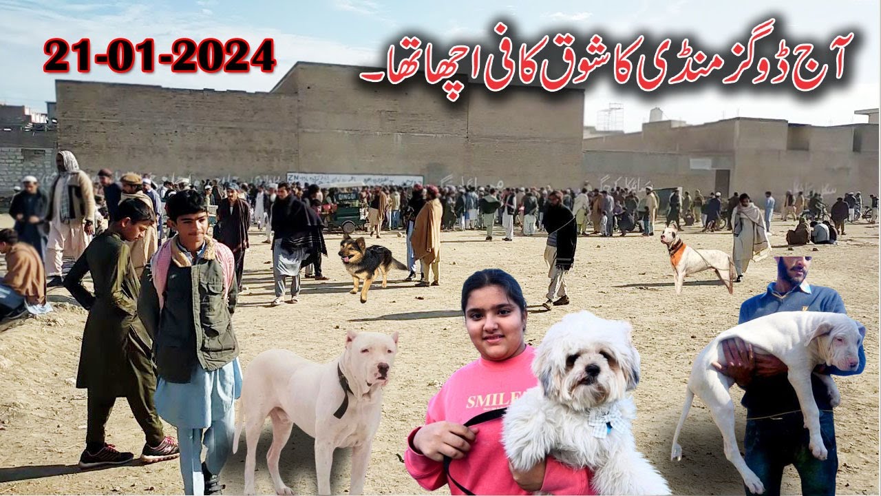 Pakistan Big Dog Market | 21-01-2024 | پاکستان کی بڈی ڈوگز منڈی | To day Mandi | Dogs market 2024