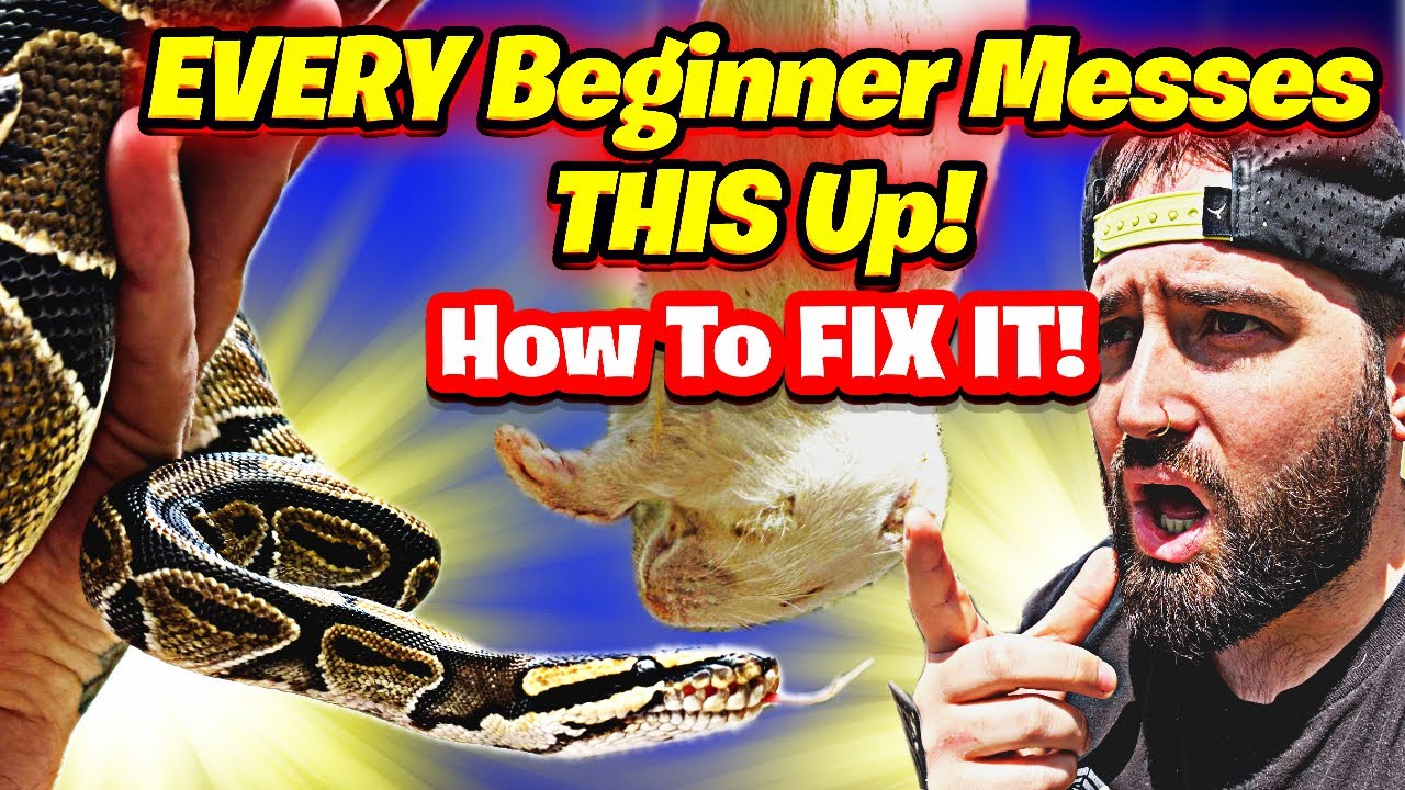 Why Your Ball Python REFUSES to Eat and How to Fix it?