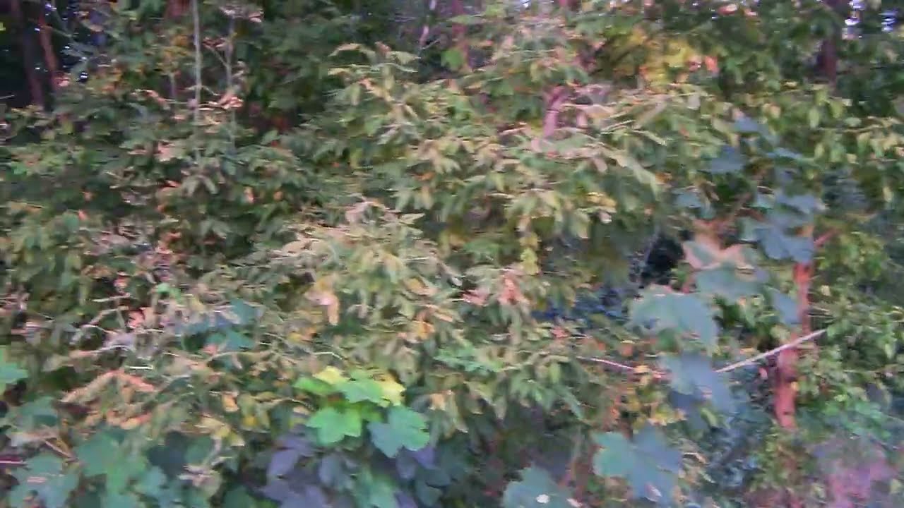 Новочеркасск.Лето,Раннее Утро (Часть 3)