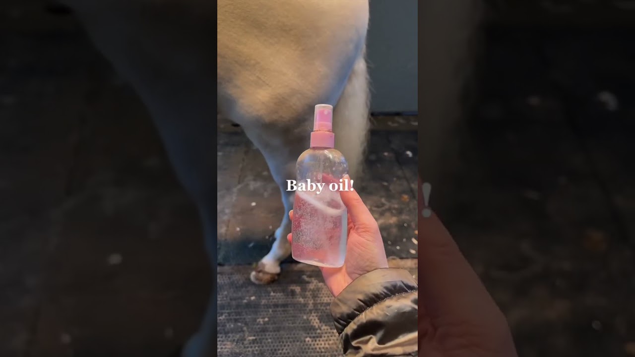 How to keep a horses legs clean in winter!