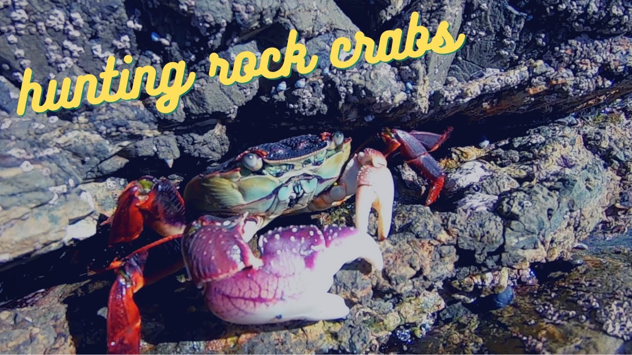 How to catch and cook ROCK CRABS - DIY crab snare