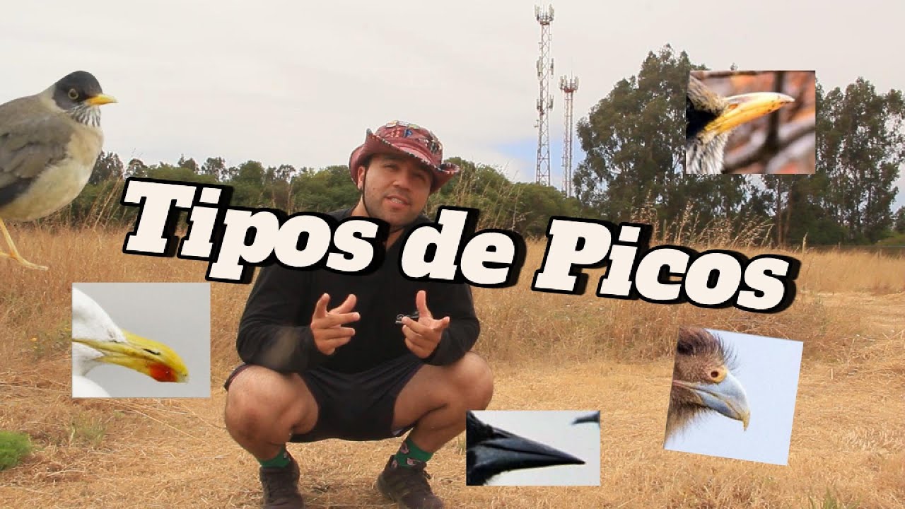 &iquest;Por qu&eacute; los p&aacute;jaros tienen picos tan raros? 🐦 | Tipos de picos y qu&eacute; comen las aves #avesdechile