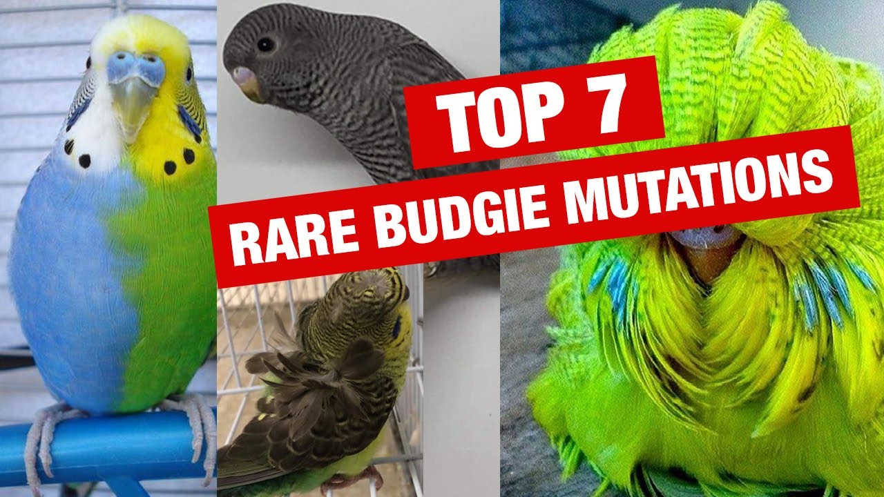 Top 7 Rare Budgie Mutations - BlackFace Budgies - Rainbow Budgies - Half Sider Budgies