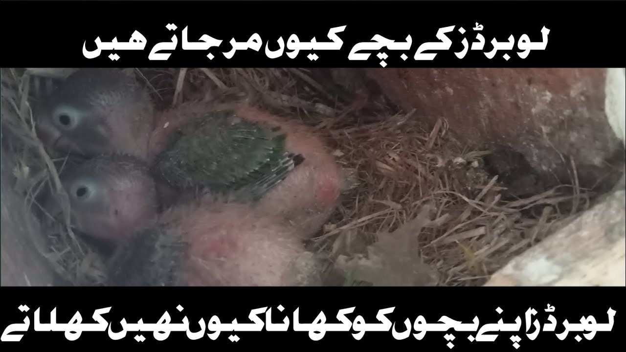 love birds chicks dead
