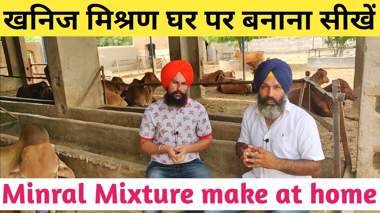 सस्ते में मिनरल मिक्सचर घर पर कैसे बनाएं|How to make Minaral Mixture for cow Buffalo in Hindi