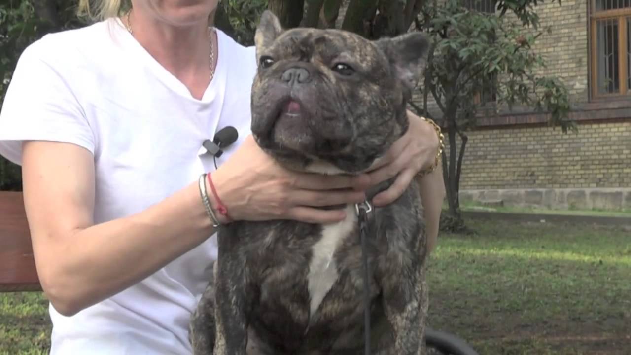 Animaltv.sk French Bulldog