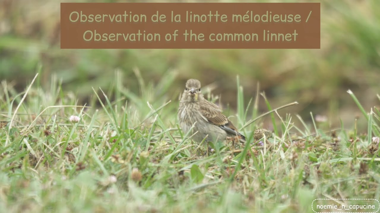 Observation de la linotte mélodieuse / Observation of the common linnet