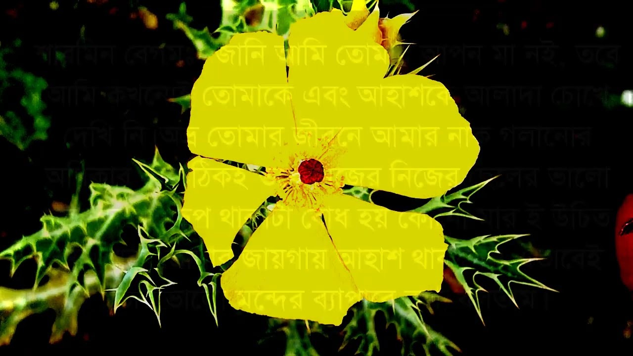 তুমি আমার শূন্যতা//পর্ব ২//জয় নয়নিকা।A Romantic-love story।