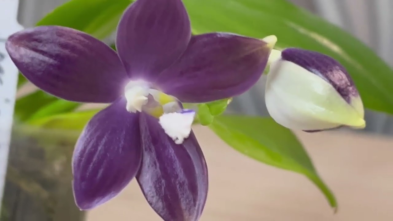 ВАУ ЦВЕТЕНИЕ ! Орхидея Phalaenopsis speciosa 'Purple Mountain' 💜🥰 ДОМАШНЕЕ ЦВЕТЕНИЕ