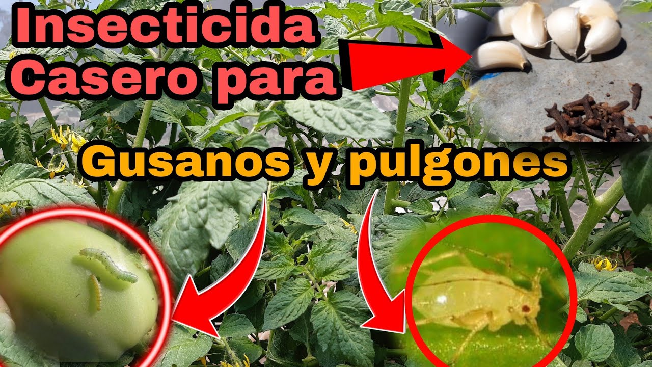 Dile Adi&oacute;s a PULGONES y GUSANOS en tomates y otras plantas mezclado 2 ingredientes caseros