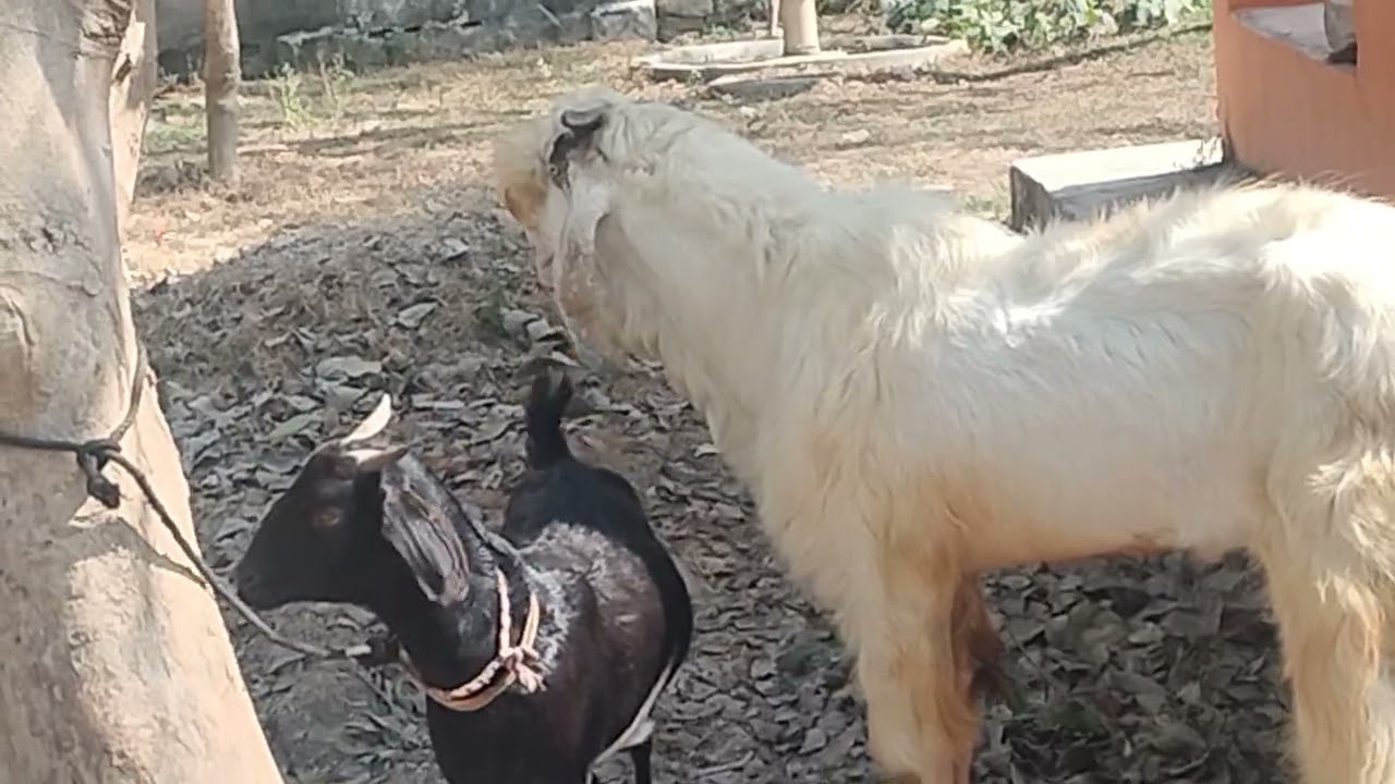 Shiv Ratri ki hardik shubhkamnaye #Sakib Goat Farm #Like #Comments #Subscribe 