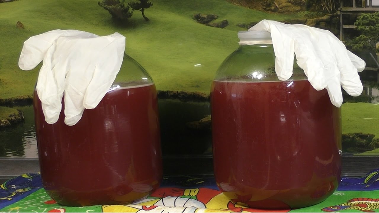 Мой опыт приготовления вина из калины