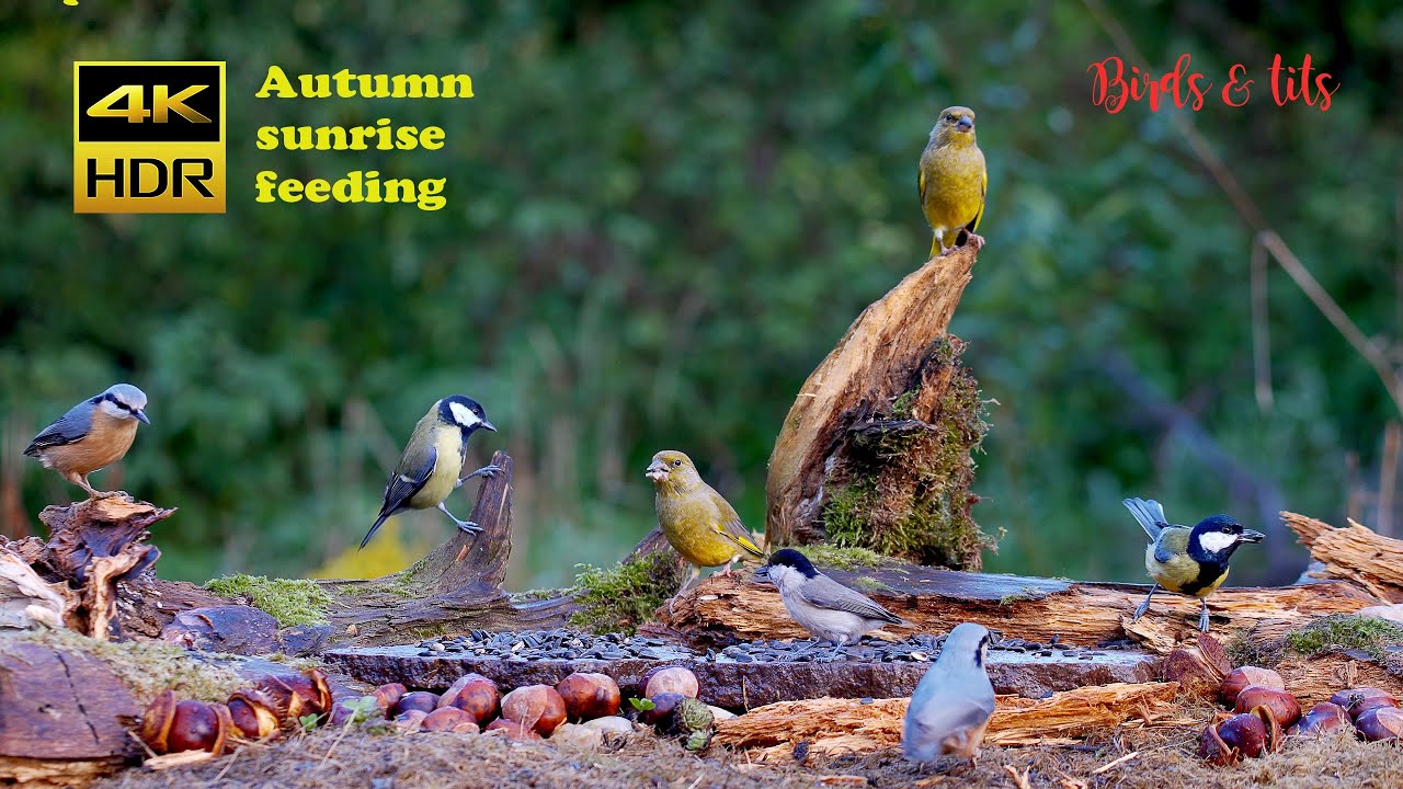 Birds for Cats to watch: Birds: Autumn sunrise feeding - 4K HDR - CATs tv