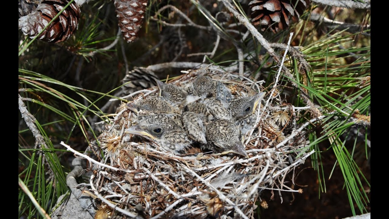 Nest of Woodchat shrike (Lanius senator)  with 6 chicks