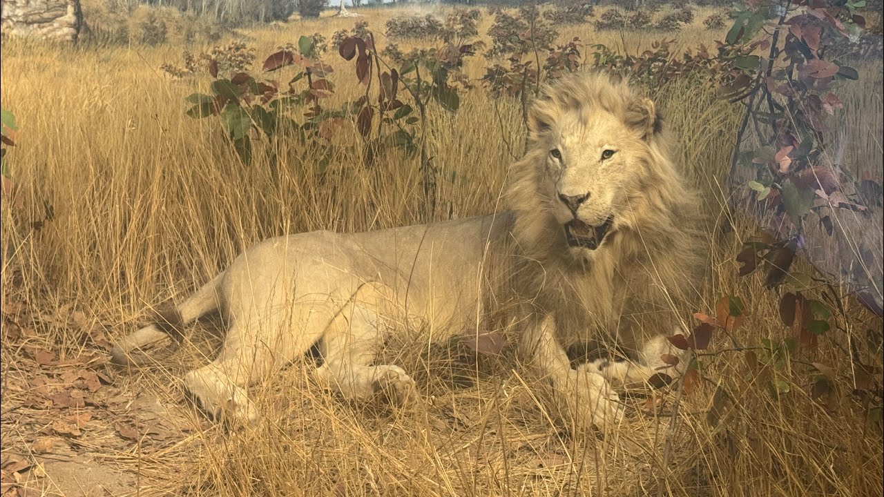 Magnificent African animals from the Denver Museum of Nature and Science 