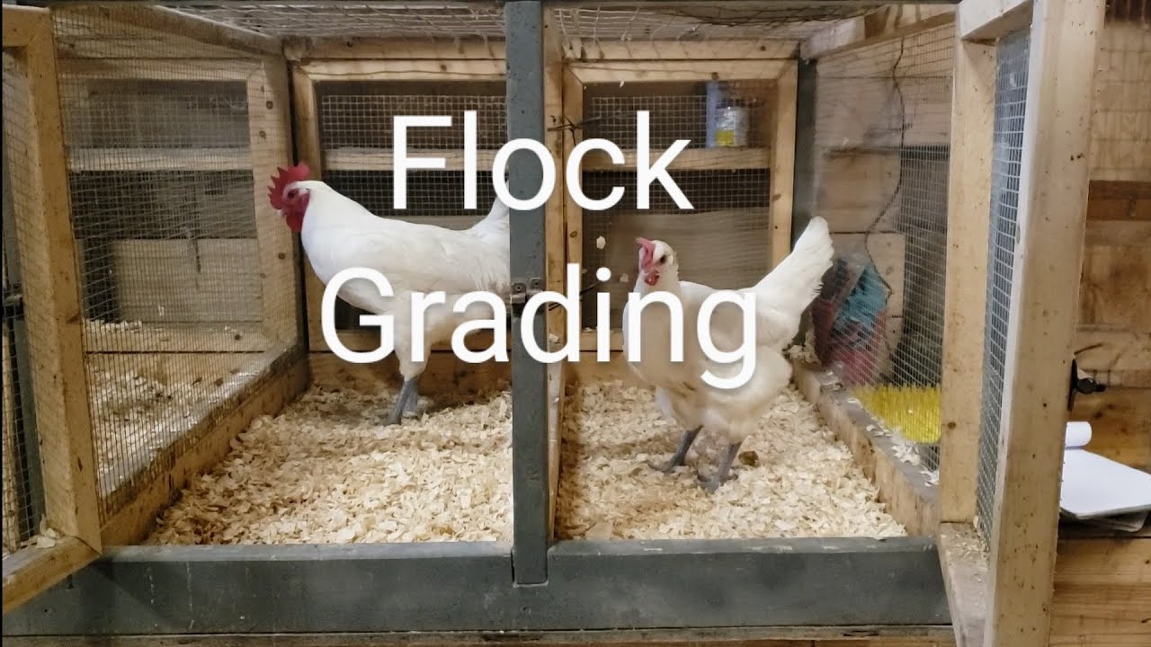 Evaluating Potential Breeding Stock - American Bresse