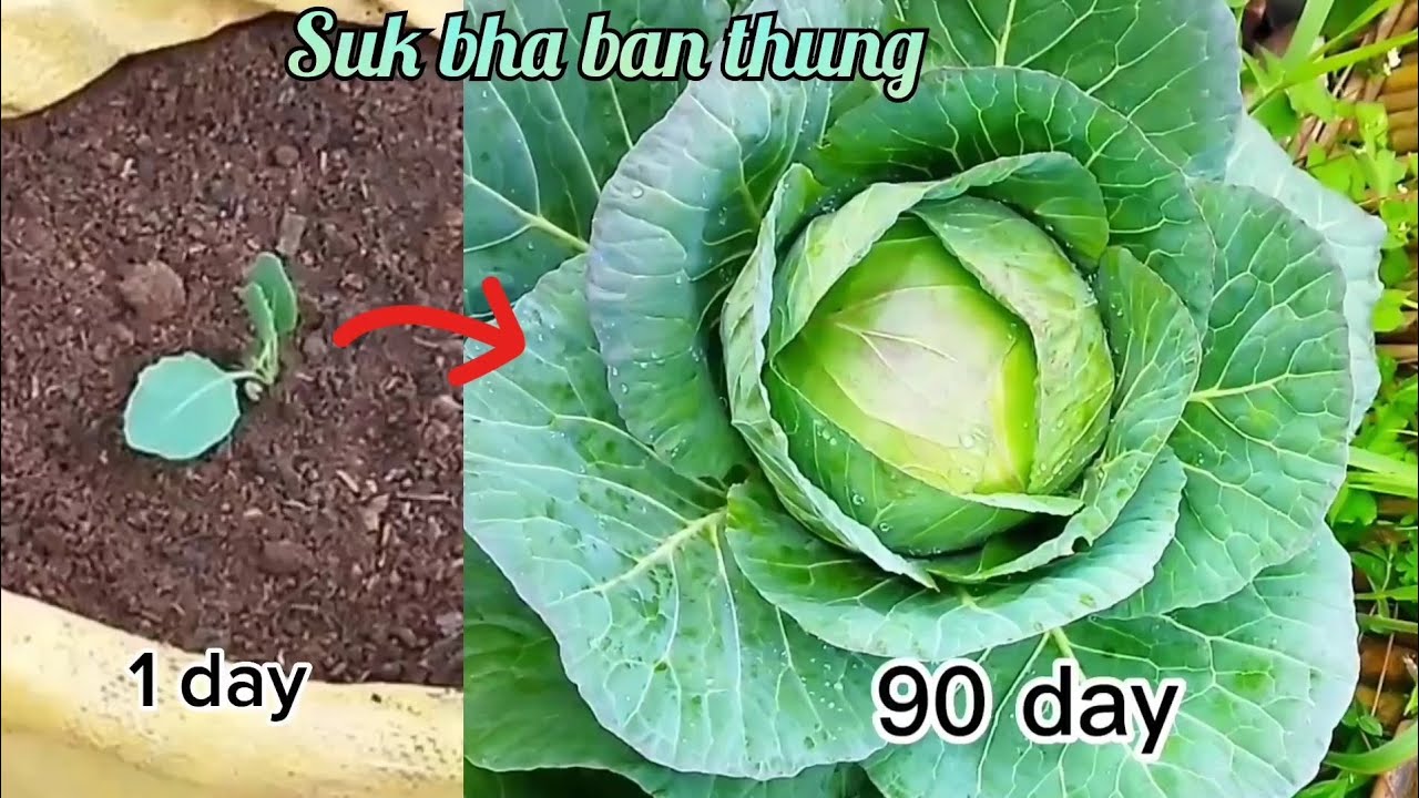 kumno ban thung kubi tang ha ka plastic cement ha ïing khlem da Don Kam kper_step by step.