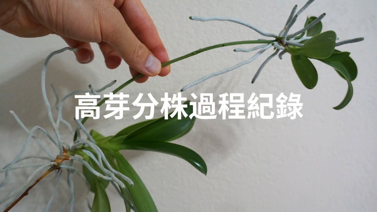 高芽分株過程紀錄: 美花蝴蝶蘭 Phal. pulchra | 養護技巧 | 蘭花種植