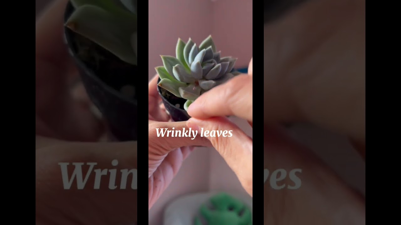 Succulents don&rsquo;t have to be scary. This is how I know when to water mine #plantcare #succulentcare