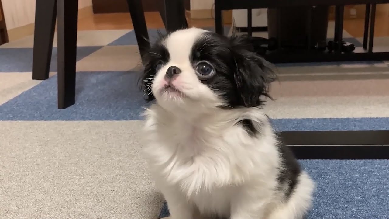 The Japanese Chin
