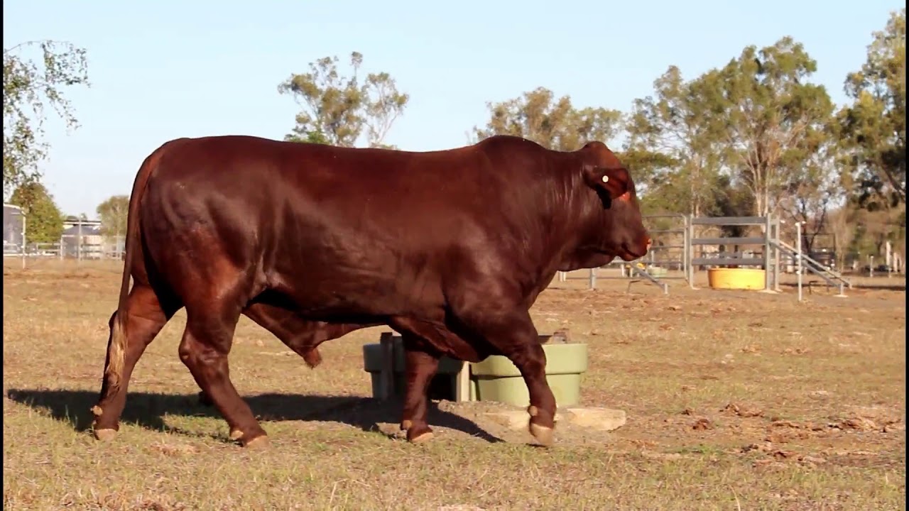 2018 Cree Santa Gertrudis Pre Sale Video