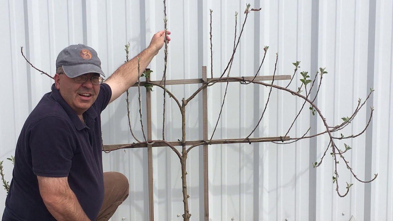 Pruning an Espalier Apple