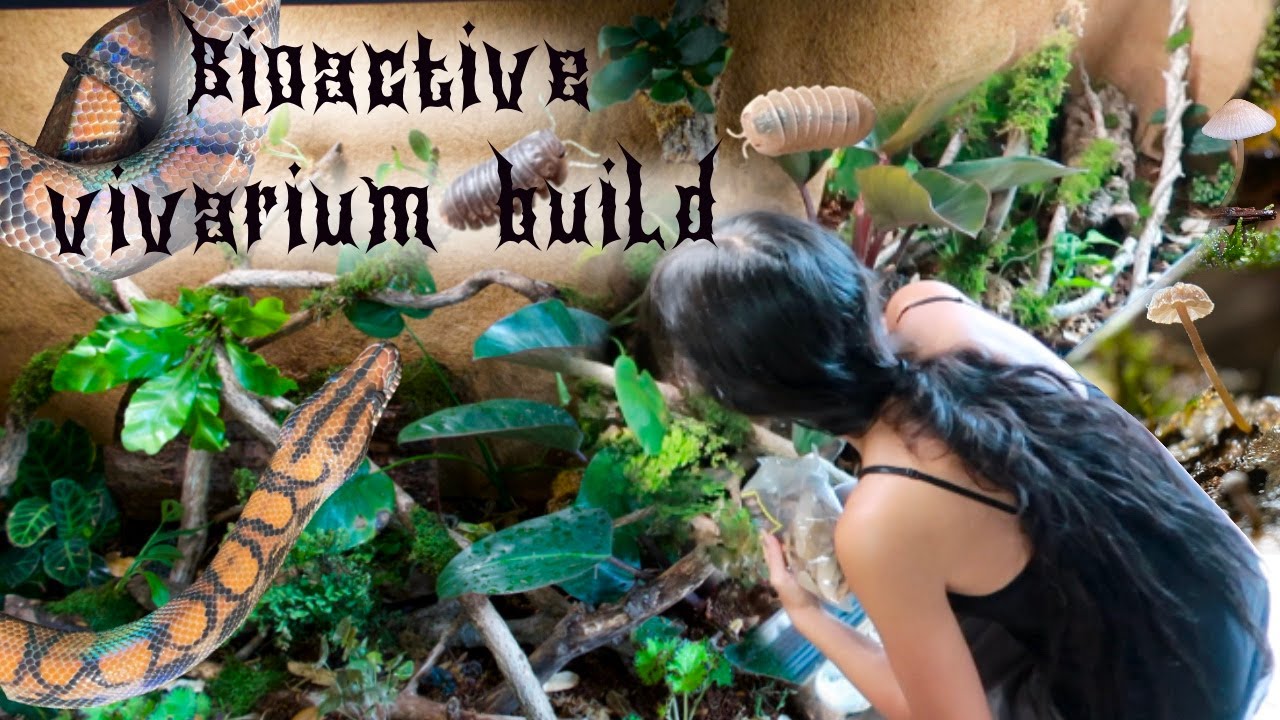 bioactive vivarium build ✾ Brazilian rainbow boa enclosure upgrade