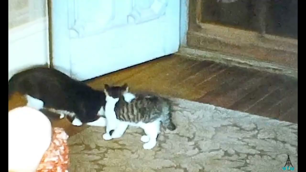 Home Movie - Sweet Cat & Kitten
