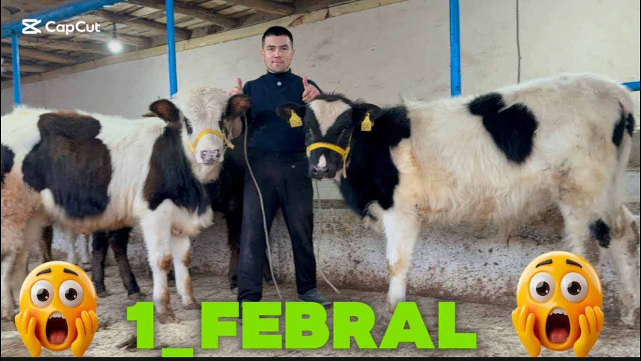 👁️YIL REKOTNI BUZGAN BOLA YAN BUZVORDI CHINPYON BUQALAR KELDI SHOSHLIG 2026_01_01_febral.