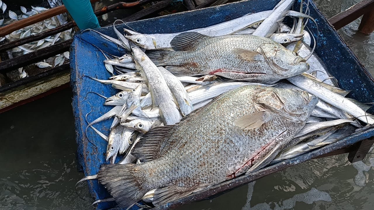 TRABALHO ARTESANAL!NOSSO OURO BRANCO CHEGOU NA PRAIA DE BITUPITÁ! CHEGADA DAS CANOAS! #espada 