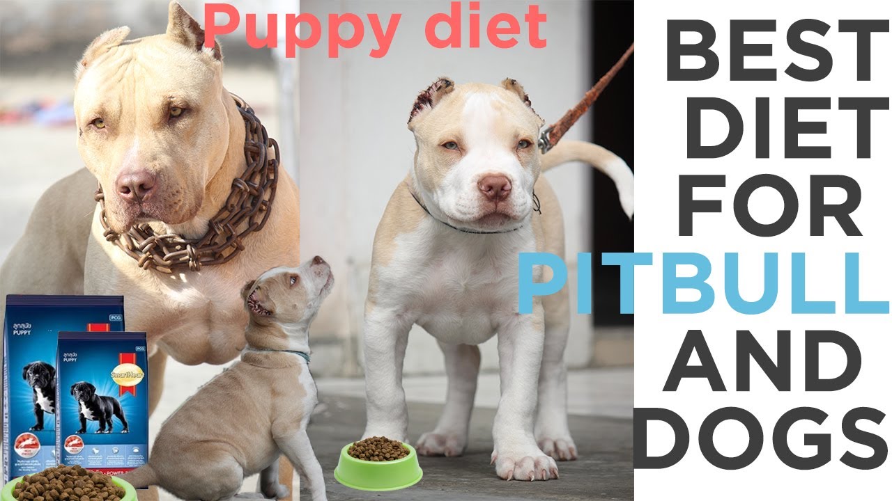 Pitbull diet | best food for pitbull |  best food for dogs | pitbull puppy diet plan | best dog food