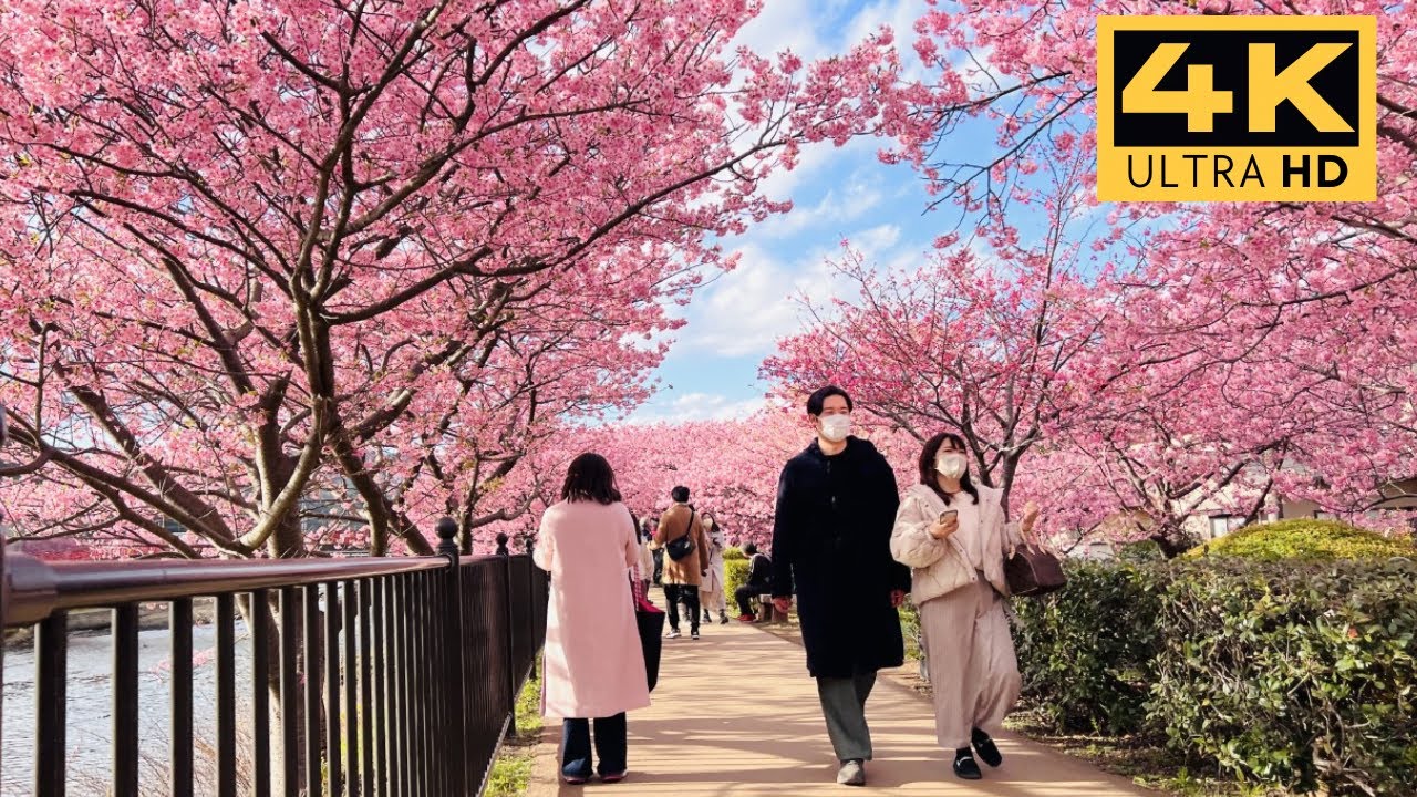 Japan Cherry Blossoms 2024 ・ Kawazu Sakura - Kawazu Cherry Blossom Festival