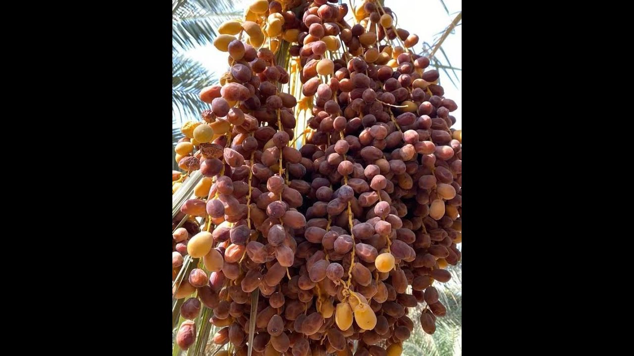 Palm Dates Washing Drying Line - gelgoog.com