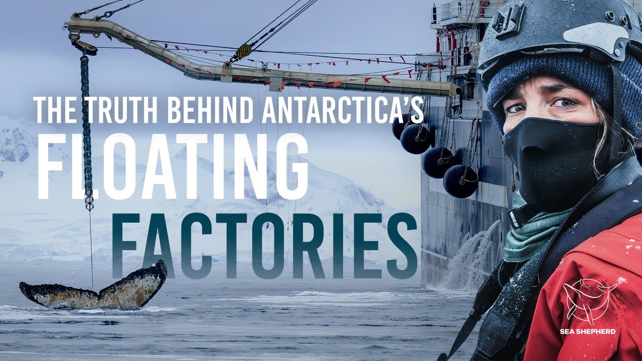 How Antarctica's Waters Are Being Turned Into a Production Line