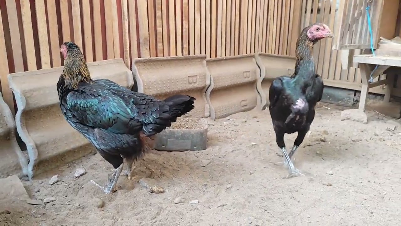 Ternak ayam lahan terbatas