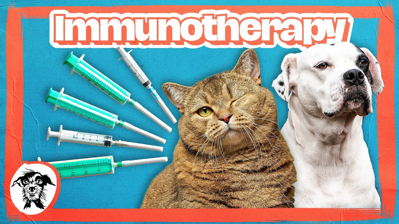 009 - Pet Allergy Immunotherapy Explained: Testing, Treatments, and At-Home Injections