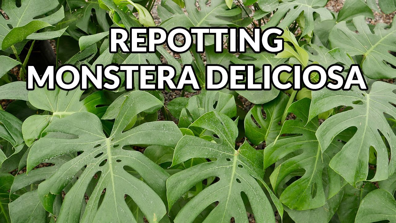 REPOTTING A MONSTERA DELICIOSA (SWISS CHEESE PLANT) / JoyUsgarden