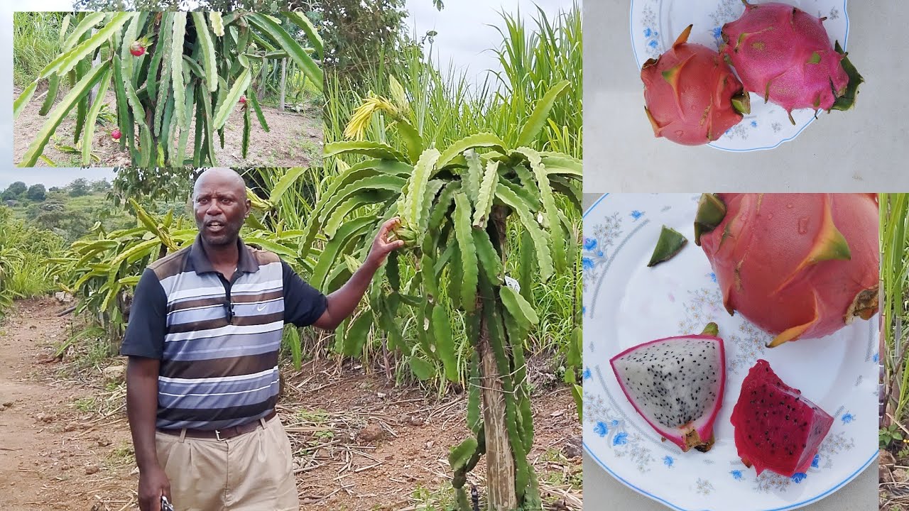 DRAGON FRUIT FARMING IN KENYA||Meet the Kenyan King of Dragon fruit