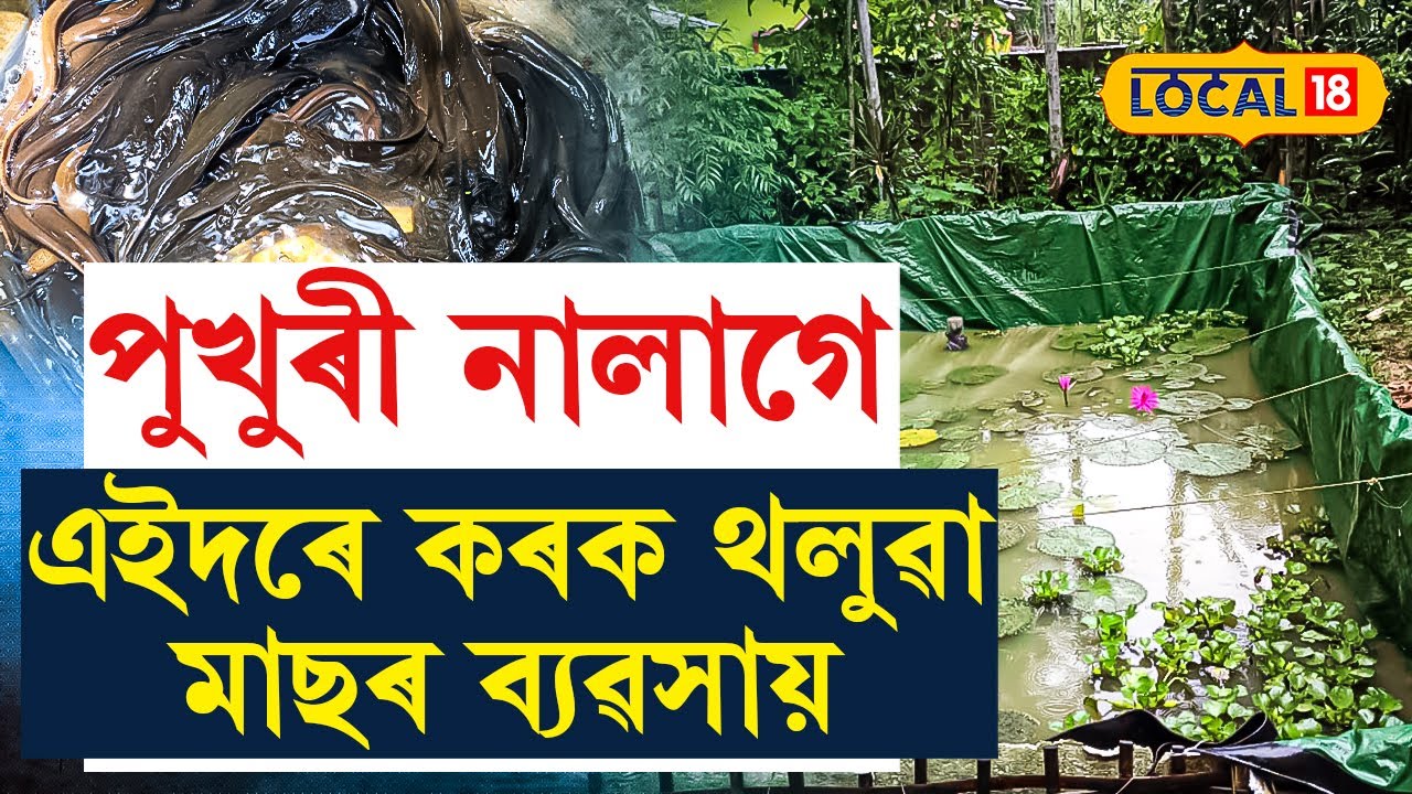 Tinsukia News : ঘৰত চোতালত মাছ পুহি বছৰি ৭ লাখতকৈও অধিক টকা উপাৰ্জন লক্ষী দাসৰ #local18