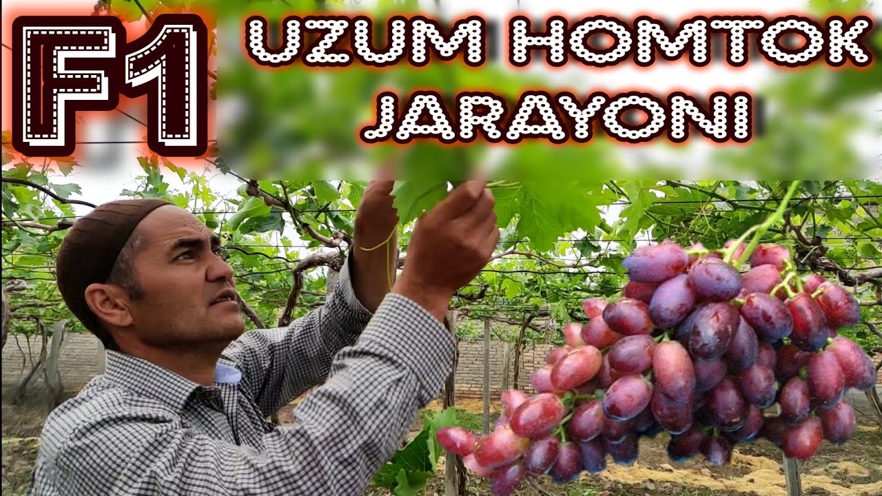 F1 uzumlarga alohida etibor qaratadigan 1-Homtok jarayoni. va dehqon Qobilaka maslahatlari.