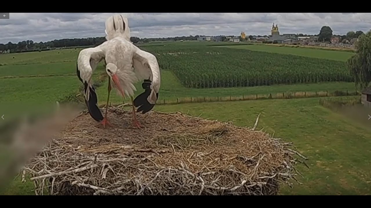 Stork nest attack Bird nest